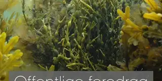 Free Lecture - Seaweed