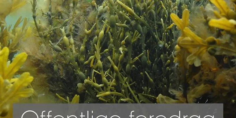 Gratis foredrag - Tang — Mejeriet, TARM