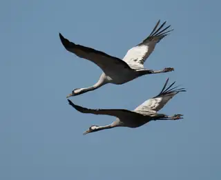 Bird Walk in Gulstav Mose