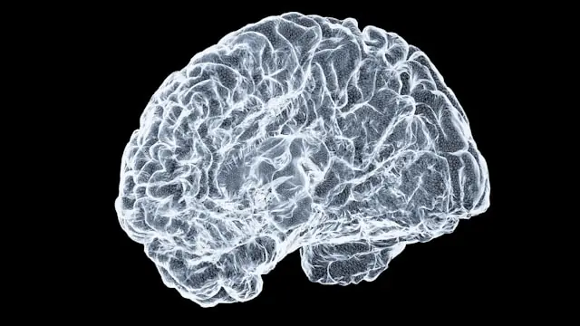 B9: Funktionel Neuroanatomi — Syddansk Universitet (SDU), Odense