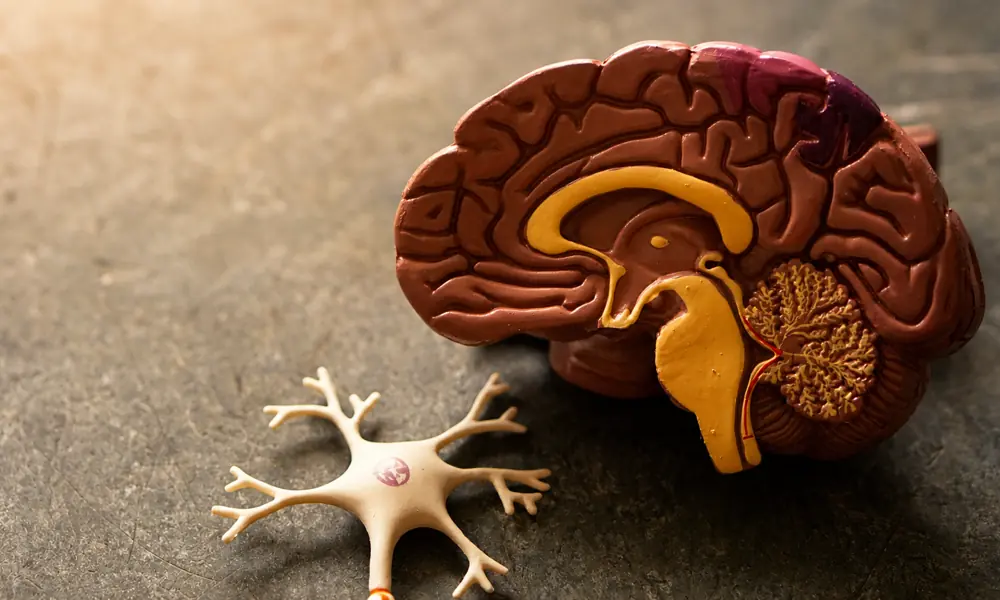 Can the Brain Be Influenced Through the Ear? — Hovedbiblioteket, Aarhus