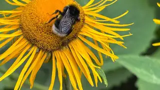 Nature and Creativity