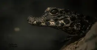 Say Goodbye to a Crocodile - Visit from Pangea Zoo