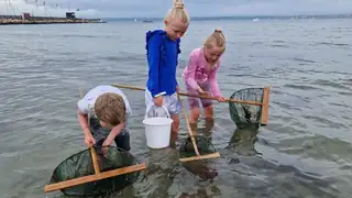 Opdag dyrelivet på det lave vand med Øresundsakvariet