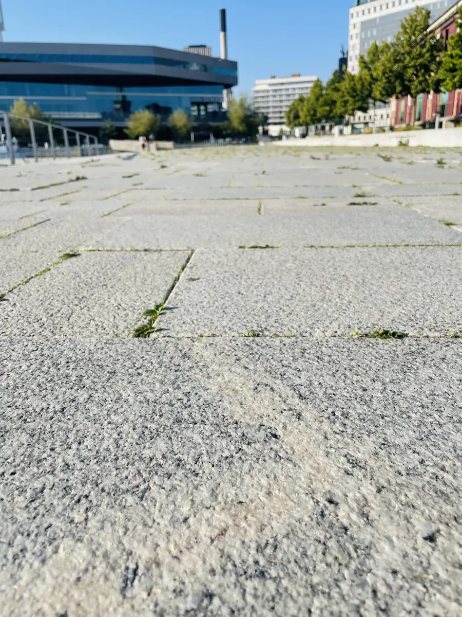 Stone and Fossil Day — Hovedbiblioteket, Aarhus