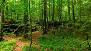 Mindfulness i skoven, workshop i skoven med guidet stillevandring og meditation