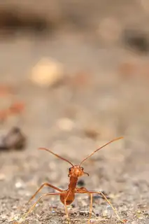 Get to Know the Animals - Period 1
