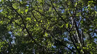 Lecture: Copenhagen Zoo on nature conservation and biodiversity in practice