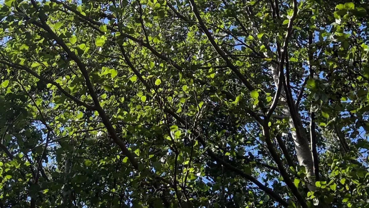 Foredrag: Københavns Zoo om naturbevarelse og biodiversitet i praksis — Bibliotekssalen, Frederiksberg Hovedbibliotek, Frederiksberg