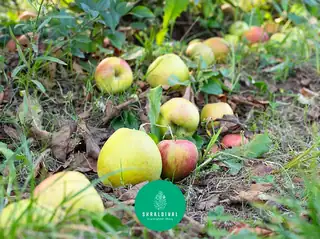 Make Apple Cider from Your Own Apples - Skraldival