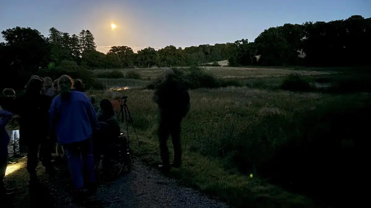 Flagermus og nattens dyr i Naturnationalpark Fussingø — Randers