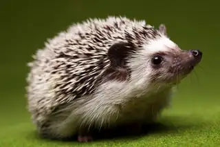 Build Your Own Hedgehog Hotel