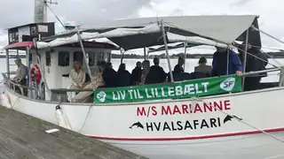 Sejlture med SF