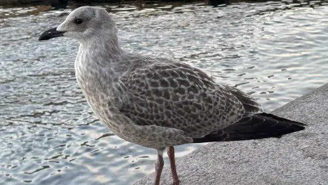 Seagull Mission at the Harbour — Islands Brygge Bibliotek, Copenhagen
