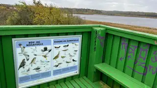 Time to Experience Birds