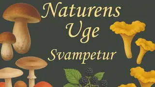 Svampetur i Kidnakkeskoven