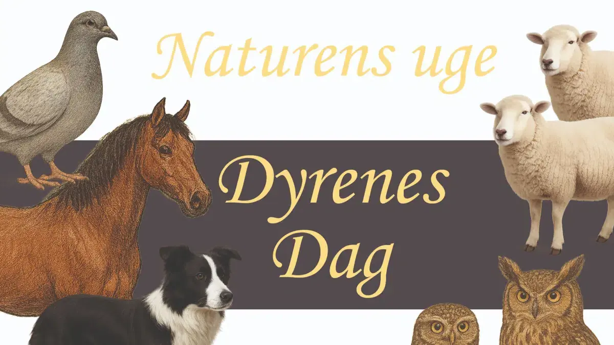 Dyrenes Dag på frilandsmuseet i Maribo — Maribo