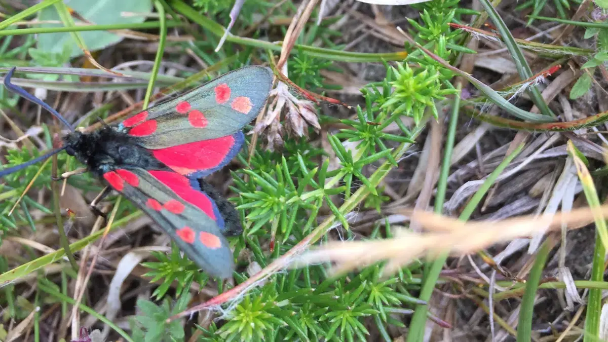 Willst du mit nach Heatherhill? Wir retten die Heide vor der Runzelrose · Heatherhill, Vejby