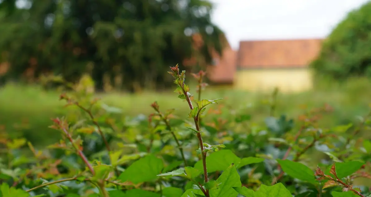 Peace and Movement in the Museum Garden · Hørsholm Egns Museum, Hørsholm
