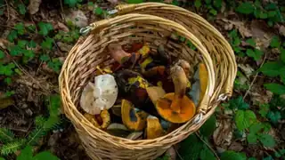 Mushroom Foraging Tour