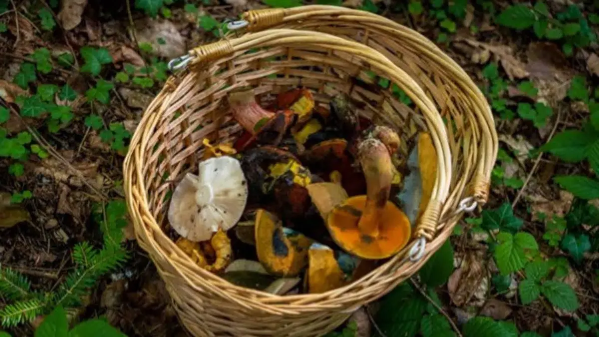 Mushroom Foraging Tour · Virkethus, Eskilstrup