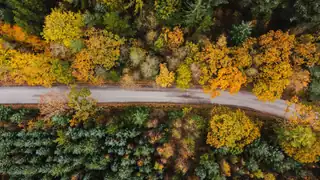 Family Day: The Magic of the Forest
