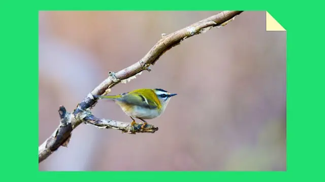 Bird Walk - in the Bog and in Literature · Mødested: Storkøbenhavns Jagtforening Mosehuset, Copenhagen