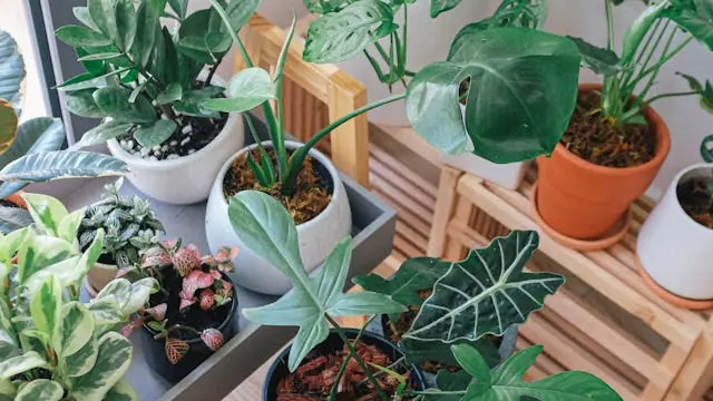 Banko & Botanik — Kildevæld Kulturcenter, Kopenhagen