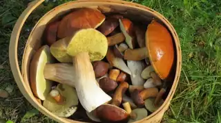 Mushroom foraging walk in Feldborg Statsskov