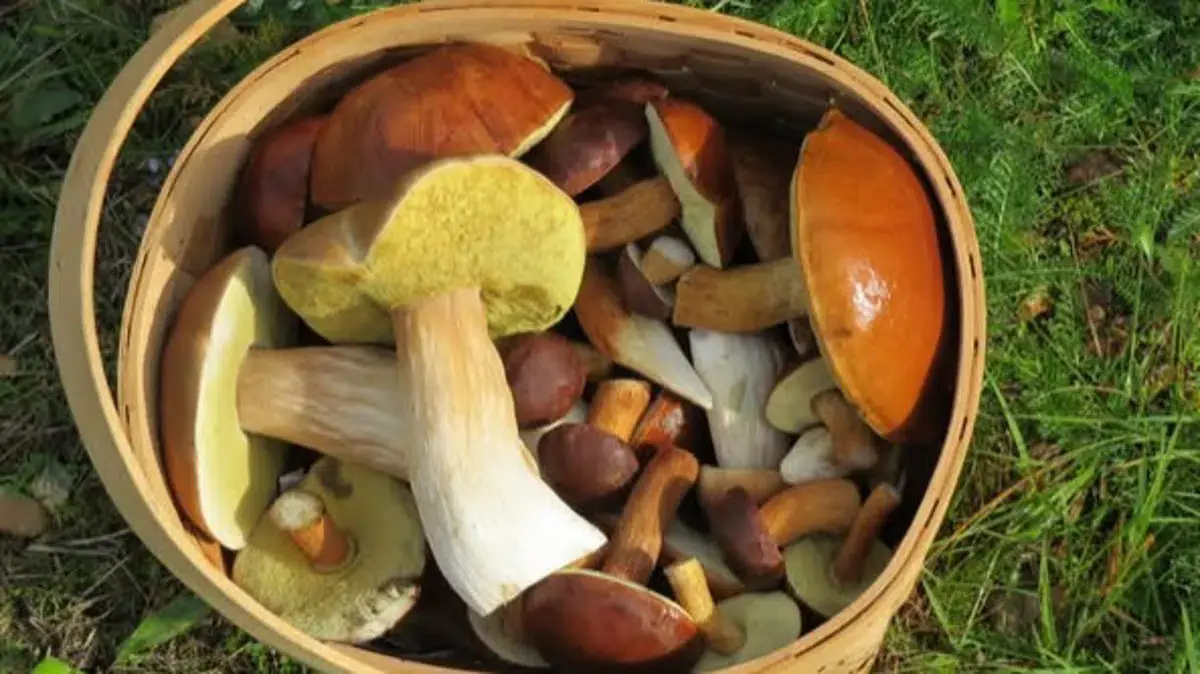 Mushroom foraging walk in Feldborg Statsskov · Haderup