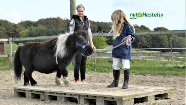 Gratis introdag til PONYKLUBBEN · Foreningen Nyt Hesteliv, Morud