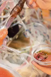 Salon: Surrealist Biology