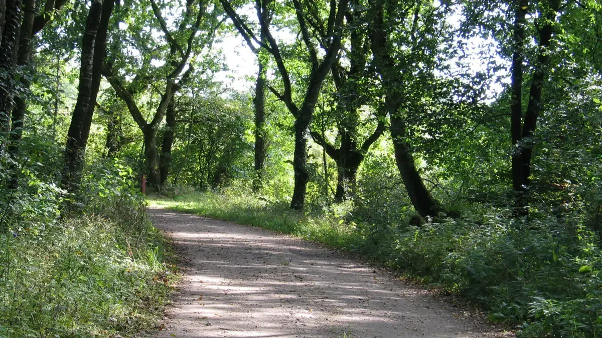 Guided Walk in Draved Forest · Løgumkloster