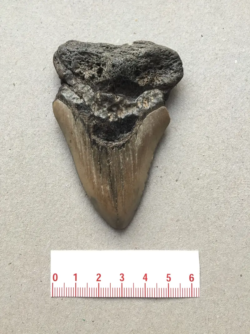 Fossilfestival · Naturskolen på Trelde Næs, Fredericia