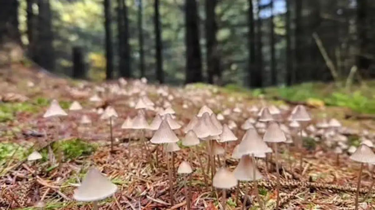 Mushroom foraging tour in Sindbjerg plantation · Redsted M