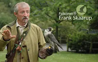 Falkeopvisning v. Frank Skaarup