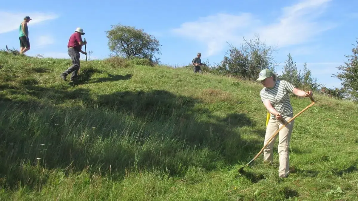 Nature Conservation: Hay Cutting at Atterbakke on South Zealand · Holmegaard