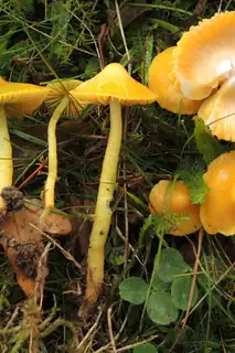 How to Distinguish Waxcaps from Each Other?