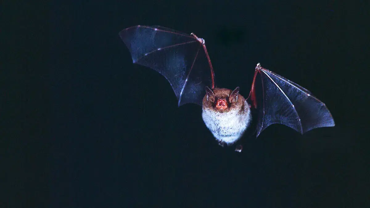 Bat Walk at Hvidkilde · Hvidkilde Ladegård, Svendborg