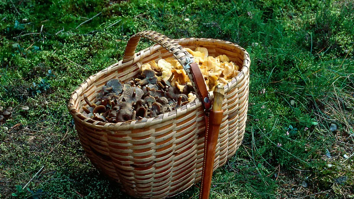 Mushroom Foraging Walk in Sofielundskoven, Svendborg · Svendborg