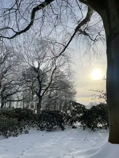 Christmas Tree Sale with De Vilde Svaner