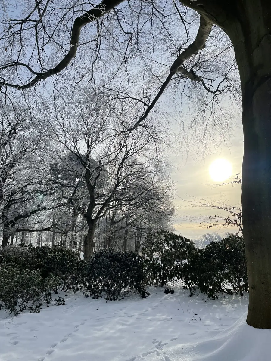 Christmas Tree Sale with De Vilde Svaner · Nivaagaards Malerisamling, Nivå