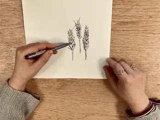 Weed Sketching