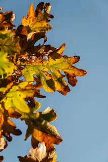 Family Day: Autumn Read-Aloud Walk