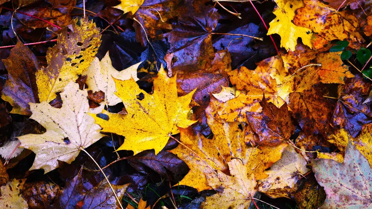Autumn - Let Creativity Loose! (For ages 5-10) · Brabrand