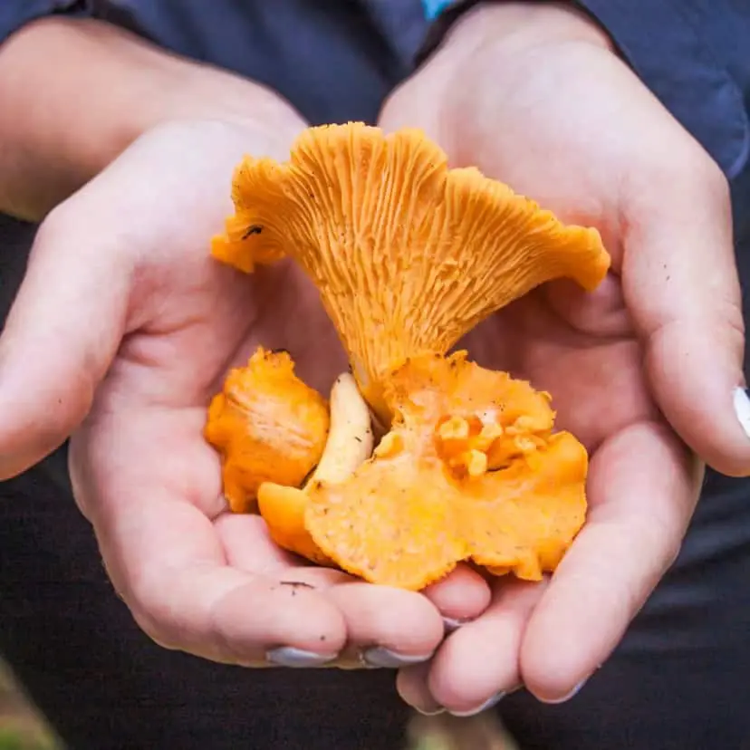 Mushroom Foraging for Beginners · Sønderskoven, Sønderborg