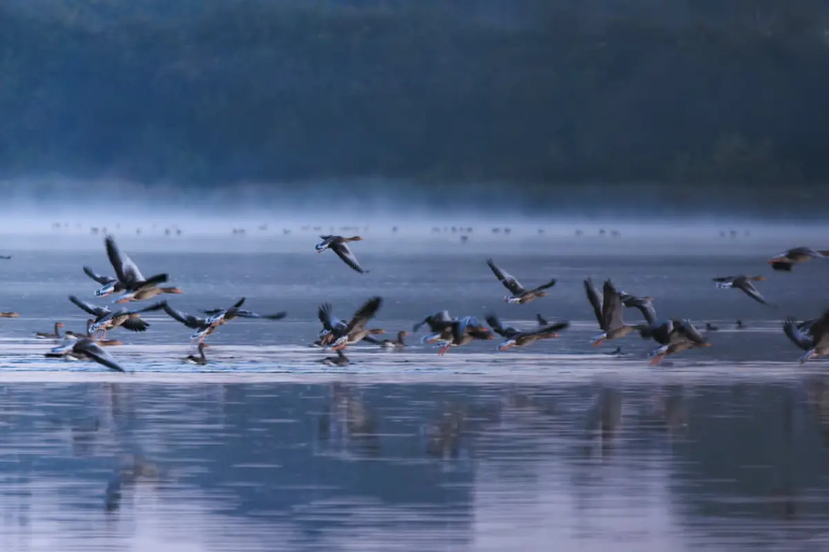 Tour de Naturpark Nordals - Bird Watching at Mjels Lake · Mjels pumpehus, Nordborg