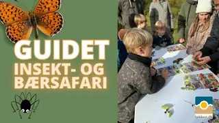 Guided insect and berry safari | Løkken