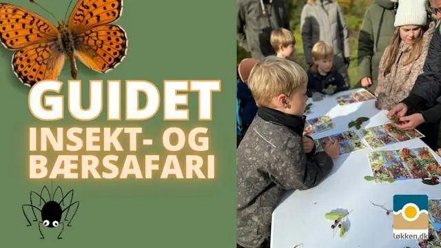 Guided insect and berry safari | Løkken · Nybæk Plantage, Løkken