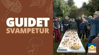 Guided Mushroom Foraging Tour